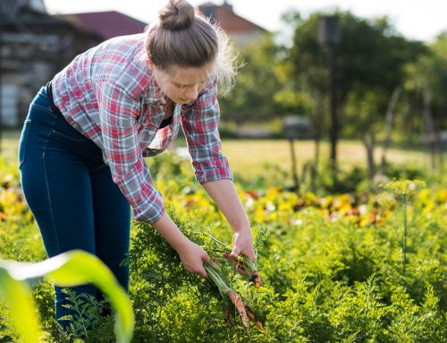 Assemblée générale des Jeunes Agriculteurs du Bas-Rhin : renouvellement des générations et place des femmes en agriculture