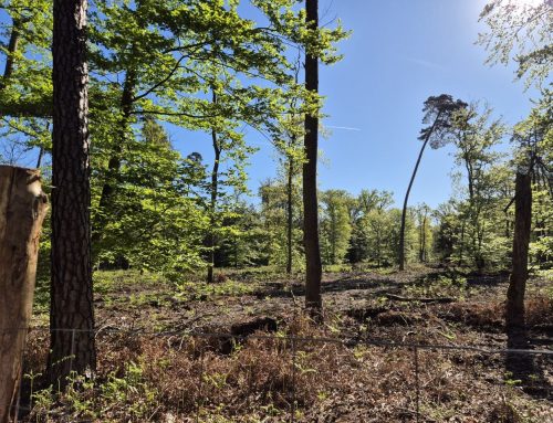 Forêt d&rsquo;Exception® de Haguenau : un label renouvelé, une ambition collective réaffirmée